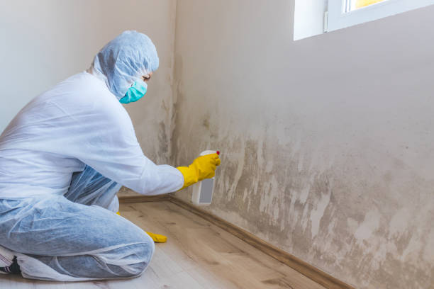 Professional mold removal team in North Reading